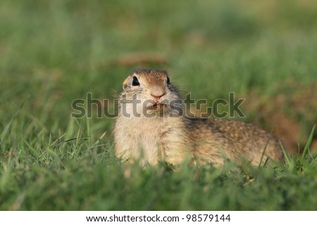 Beautiful european ground squirrel in the steppe