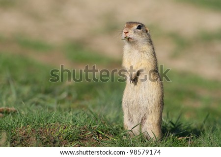 Beautiful european ground squirrel observing is there any raptor