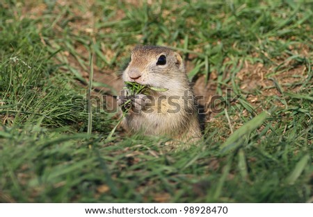 Beautiful European ground squirrel in the hole eating
