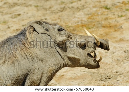 common warthog. common warthog. stock photo