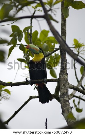 Toucan found near campsite on way to Ciudad Perdida (The Lost City) in Colombia (6-day hike).