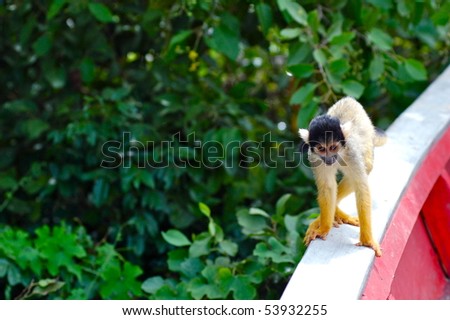 Cute Squirrel Monkey (Saimiri) Sub family: (saimirlinae)  in Rurrenabaque Jungle Tour