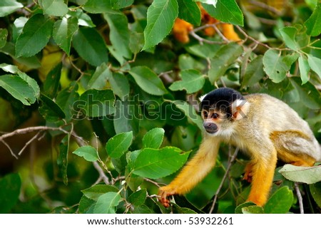 Cute Squirrel Monkey (Saimiri) Sub family: (saimirlinae) in Rurrenabaque Jungle Tour