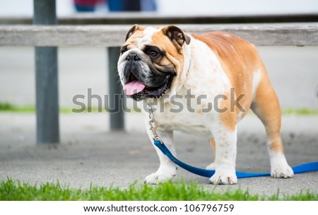 Happy English Bulldog Standing by Picnic Table on Beach