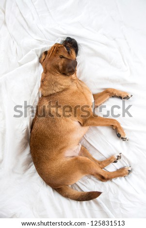 Dark Fawn Puggle Dog Sleeping on Owners Bed