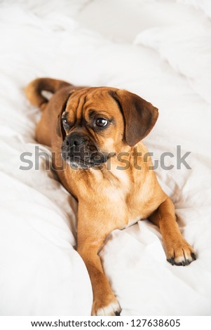 Dark Fawn Puggle Dog Laying on Owners Bed