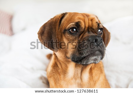 Closeup of Dark Fawn Puggle Dog Laying on Owners Bed