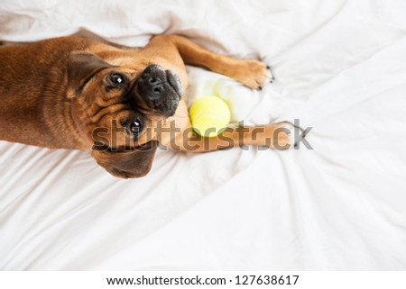 Dark Fawn Puggle Dog Laying on Owners Bed with Tennis Ball