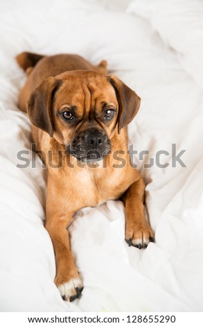 Dark Fawn Puggle Dog Laying on Owners Bed