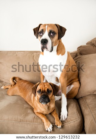 Two Dark Fawn Dogs Relaxing on Sofa