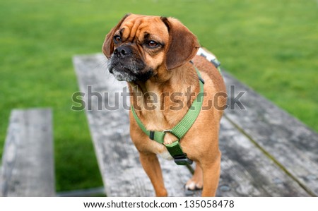 Cute  Puggle Dog Standing on Picnic Table in Park