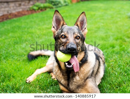 Cute Eastern European German Shepherd Playing Outside In Backyard Holding Tennis Ball