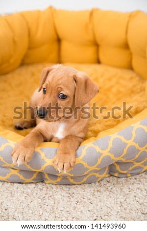 Small Fawn Colored Mixed Breed Puppy in Bed Big Enough to Grow Into