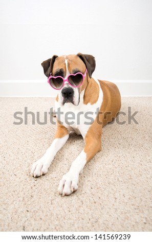 Beautiful Dark Fawn Boxer Dog Wearing Pink Heart Shaped Sun Glasses