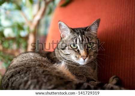 Brown and Gray Tabby Cat Relaxing Inside on Vintage Red Chair