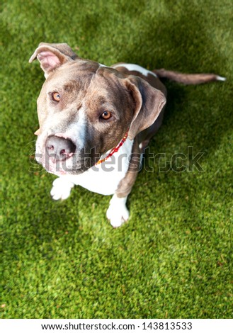 Beautiful Blue Pit Bull Sitting on Lush Green Grass Waiting for Treat