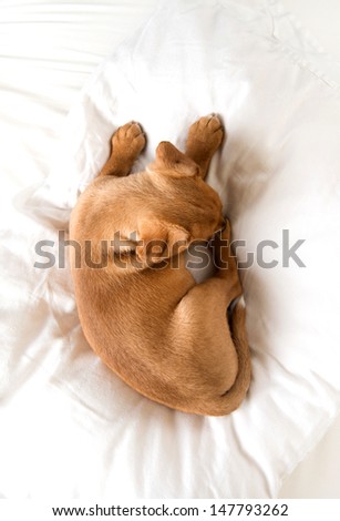 Young Dachshund and Hound mix Puppy Sleeping on White Bed