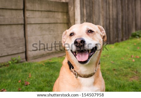 Happy Shepherd Labrador Mix Dog Outside at Dog Park