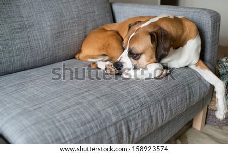 Large Boxer Mix Dog Sleeping on Gray Sofa at Home