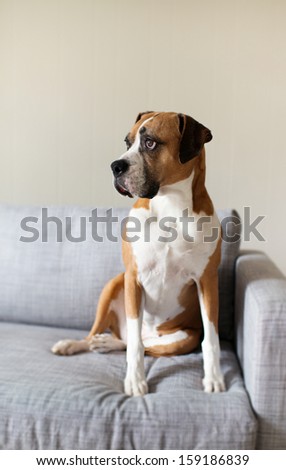 Large Boxer Mix Dog Sitting on Gray Sofa at Home Looking in Window