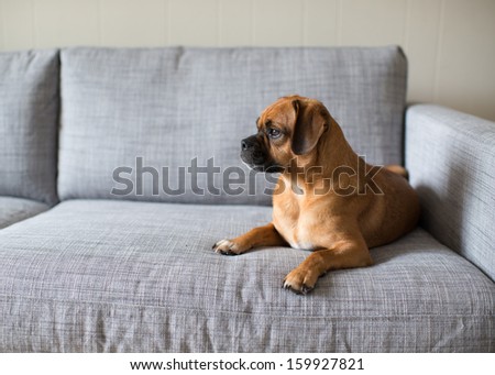 Cute Puggle Looking Outside While Laying on Grey Sofa
