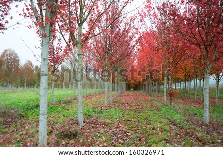 Trees in Beautiful Red Leaves at Tree Farm Growing in Straight Lines