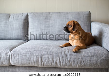 Cute Small Dog Looking Outside While Laying on Grey Sofa