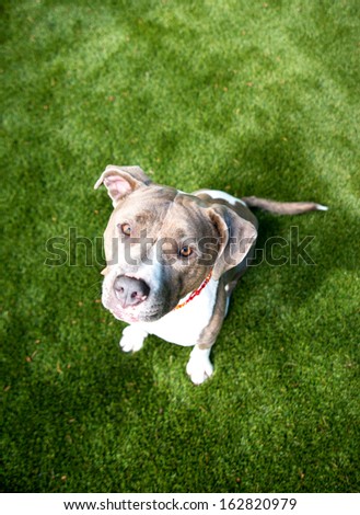 Dog Plays at dog Park on Green Grass