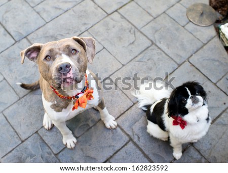 Two Cute Dogs Sitting on Pavement Waiting for Treats