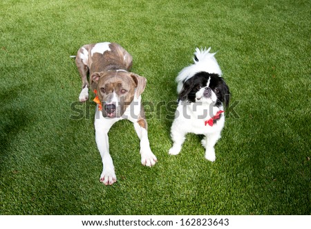 Two Dogs Large and Small Laying on Green Lush Grass Waiting for Treats