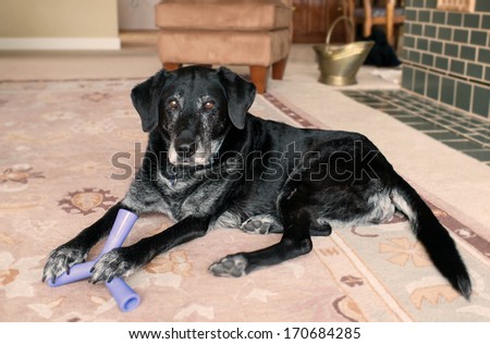 Old Black Dog with Gray Muzzle Relaxing at Home Playing with Treat Toy