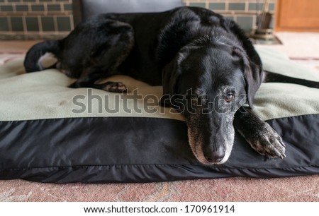Old Black Dog with Gray Muzzle Relaxing at Home on Dog Bed