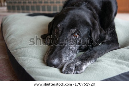 Old Black Dog with Gray Muzzle Relaxing at Home