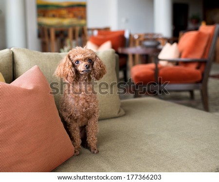 Adorable Tiny Poodle Sitting on Sofa at Home