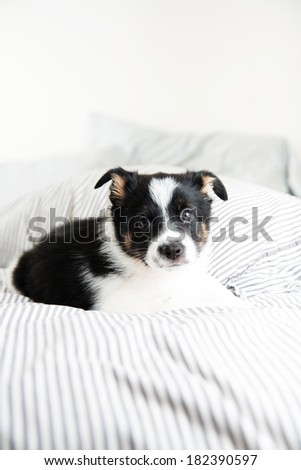 Small Black and White Puppy on Gray Striped Comforter