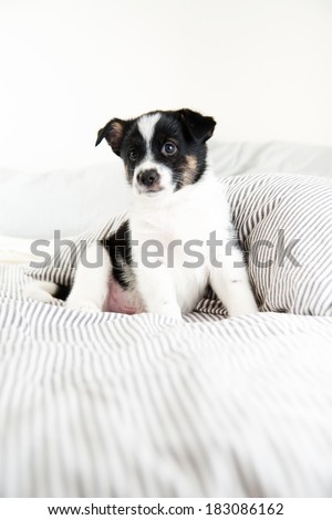 Small Black and White Puppy on Gray Striped Comforter