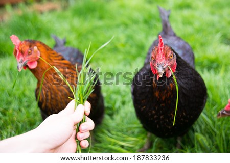Two Black Chickens Being Fed Fresh Green Grass