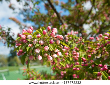 Red and Pink Flowers Blooming in Spring