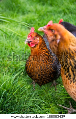 Backyard Free Range Chickens Grazing on Fresh Green Grass