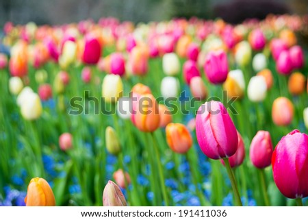 Multi Colored Tulips in One Flower Bed