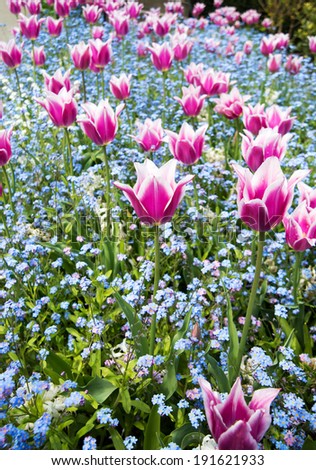 Garden with Pink and White Tulips with Blue Forget Me Nots at Lower Level