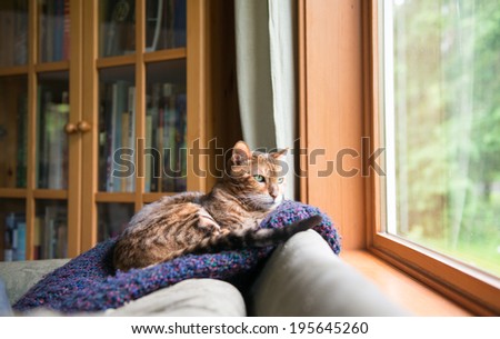 Bengal Mix Cat Relaxing on Indigo Blue Blanket by Large Window Looking Outside