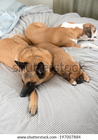 Three Fawn Colored Dogs Sleeping on Owner\'s Bed While No One Seeing