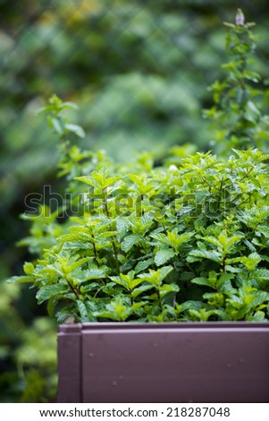 Happy Mint Herb Growing Outside in Wooden Vegetable bed
