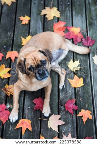 Cute Puggle Dog Laying Outside on Patio Amongst Colorful Autumn Leaves