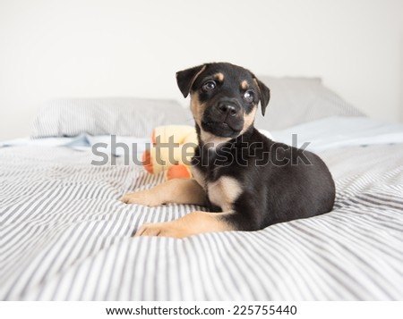 Cute Doberman Mix Puppy  on Striped White and Gray Sheets on Human Bed