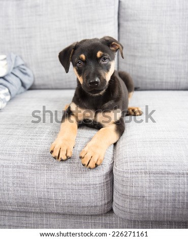 Adorable Doberman Mix Puppy Playing on Gray Sofa at Home