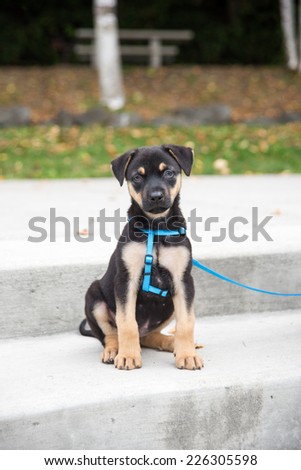 Cute Doberman Puppy Outside in Park Sitting on Steps