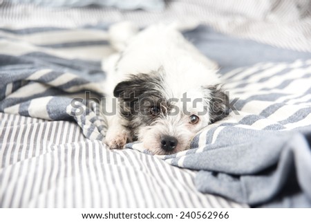Black and White Terrier Mix Dog Relaxing on Owner\'s Bed