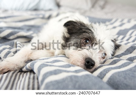Black and White Terrier Mix Dog Relaxing on Owner\'s Bed